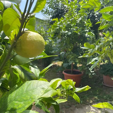 度假居 Zsigmond Vendeghaz *