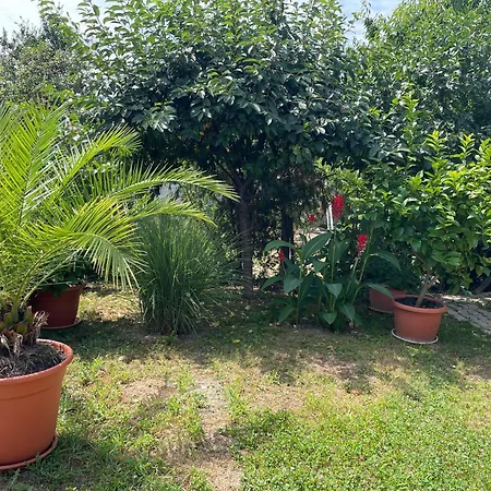 Zsigmond Vendeghaz * 凯斯特海伊