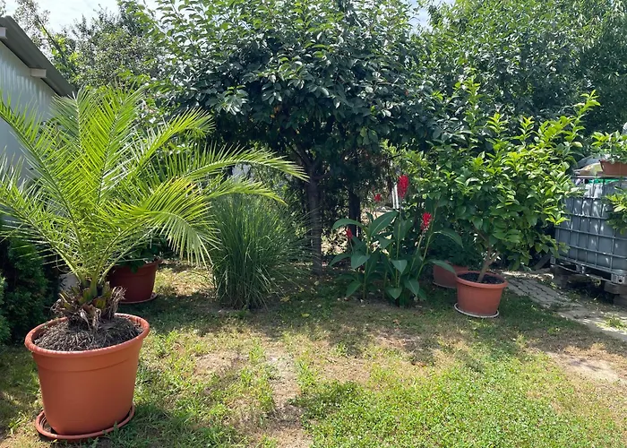 Zsigmond Vendeghaz * كيستاي